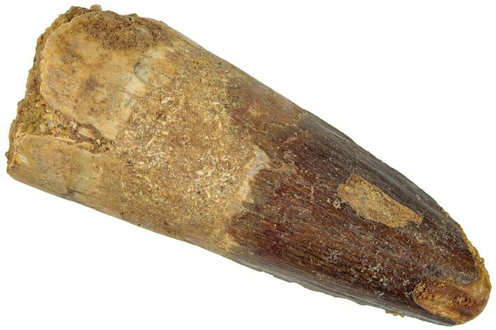 Bargain, Fossil Spinosaurus Tooth - Feeding Worn Tip #311784